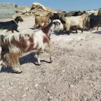 بز چپر