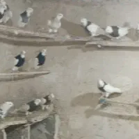 30عدد طوقی خالدار