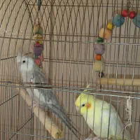 عروس هلندی وایت فیس و لتینو