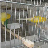 قناری رسمی بلند|پرنده|تهران, حشمتیه|دیوار