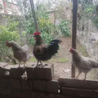 بوقلمون،مرغ،خروس|حیوانات مزرعه|سرخرود, |دیوار