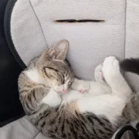 گربه.گمشده|حیوانات|رشت, ساغری سازان|دیوار