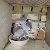 نروماده ساعت بالا