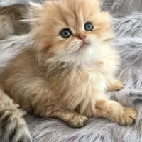 گربه یک دوست ملوس برای شما