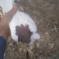 طوق سرخ نر پریده|پرنده|رفسنجان, |دیوار