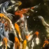 کوی تایلندی اصلی وعاوضه با کفکش و لجنکش