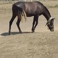 این اسب نر بفروش میرسد