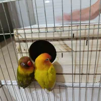 پرنده|پرنده|سرپل ذهاب, |دیوار