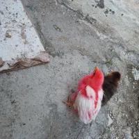 جوجه رنگی جوجه طبیعی