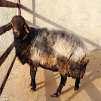 قوچ هموزایگوت سنگین وزن