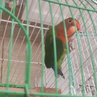 طوطی کوتوله برزیلی