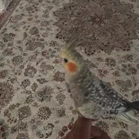 عروس هلندی گمشده|پرنده|تهران, مسعودیه|دیوار