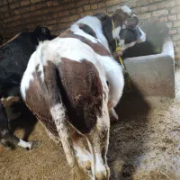 دو عدد گوساله سیمنتال نر