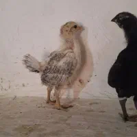 تعداد جوجه مرغ محلی و دورگ درشت و سالم