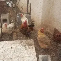 مرغ و خروس محلی