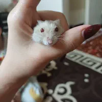 همستر دهان جیبی