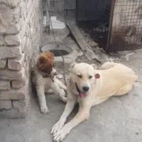 سگ خراسانی|سگ|دلیجان, |دیوار