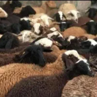 ارزان تر از همه جا/ گوسفندبازدهی بالا بشرط|حیوانات مزرعه|قم, شهرک قدس|دیوار