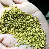 فروش بذر یونجه|عمدهفروشی|نصر آباد, |دیوار