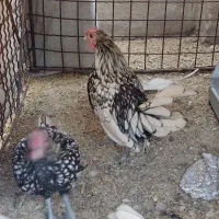 خروس سیبرایت رنگ سیلوروبلدرچین بالغ تخم گذارگوشتی