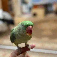 جوجه شاه طوطی ۱ساله