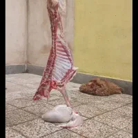 گوسفند شهرری و یافت اباد و تهران پارس بازدید حضوری|حیوانات مزرعه|تهران, نازیآباد|دیوار