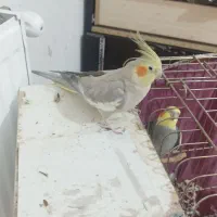 پرنده|پرنده|محمدیه-قزوین, |دیوار