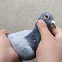 ۱۱ تا کفتر اول بخون|پرنده|بجنورد, |دیوار