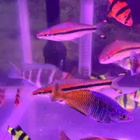 ماهی و اکواریوم