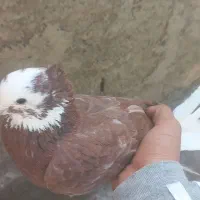 کفتر|پرنده|ماهدشت, |دیوار