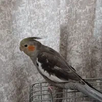 جوجه عروس هلندی