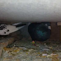 یک جفت کفتر|پرنده|فیروزکوه, |دیوار