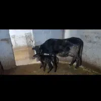 گاو گوساله|حیوانات مزرعه|دیواندره, |دیوار