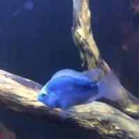 ماهی نایف خاص و پرت کوتوله بلو