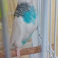 یک جفت مرغ عشق 4ماهه|پرنده|اردبیل, |دیوار