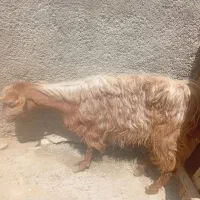 بز جوان ولی مریض
