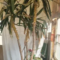 گل یوگا بزرگ|گل و گیاه طبیعی|مشهد, هنرور|دیوار