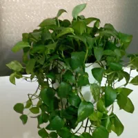 حراج لوازم منزل|حراج|تهران, نیروی هوایی (پیروزی)|دیوار