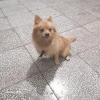 حیوان خانگی|سگ|شیراز, تندگویان|دیوار