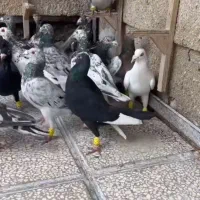 به برای هوا میخای بیا پی|حیوانات|اصفهان, قهجاورستان|دیوار