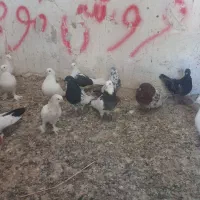 کبوتر رنگی زینتی|پرنده|میانه, |دیوار