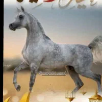خرید و فروش اسب عرب