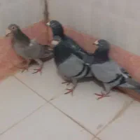 سبز سار|پرنده|شیروان (خراسان), |دیوار