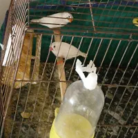 فنچ