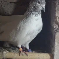 کبوتر|پرنده|مینودشت, |دیوار