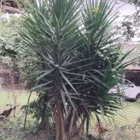 گل یوگا|گل و گیاه طبیعی|تالش, طولارود|دیوار