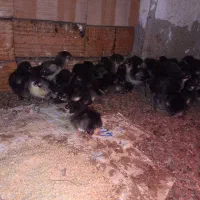 جوجه مرغ مرندی|حیوانات مزرعه|قائمشهر, |دیوار