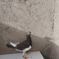 یهودی ماده ذات هفرنگ