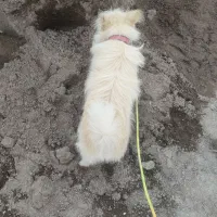 سگ پاکوتاه|سگ|بم, |دیوار