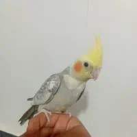 عروس هلندی سخنگو